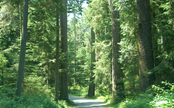 Deception Pass Forest, Washington State, photo by Patrick (Pat) Michael McNally