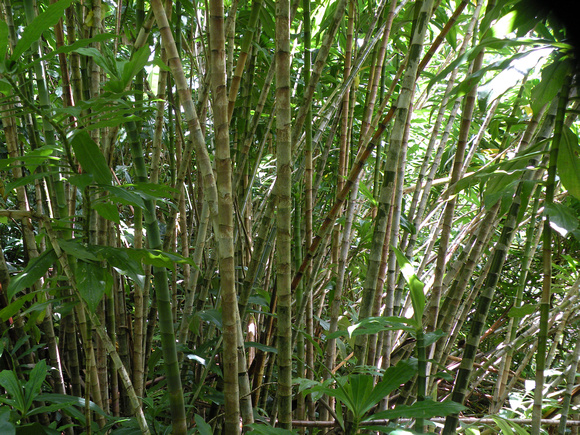 Black Bamboo Stalks, Maui Island, Maui County, Hawaii, photo by Patrick Michael McNally