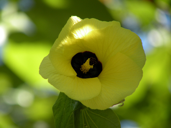 Hau Tree, yellow flower, Maui Island, Maui County, Hawaii, photo by Patrick Michael McNally