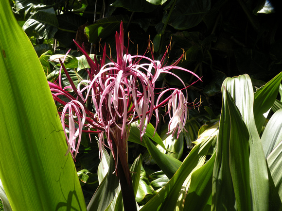 Queen Emma Giant Spider Lily, Maui Island, Maui County, Hawaii, photo by Patrick Michael McNally