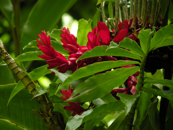 Red Ginger, Maui Island, Maui County, Hawaii, photo by Patrick Michael McNally