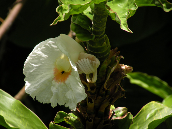 White Crepe ginger, Maui Island, Maui County, Hawaii, photo by Patrick Michael McNally
