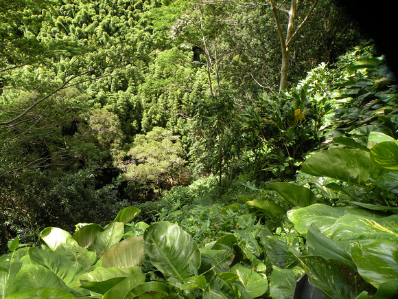 Forest of Black Bamboo, Maui Island, Maui County, Hawaii, photo by Patrick Michael McNally
