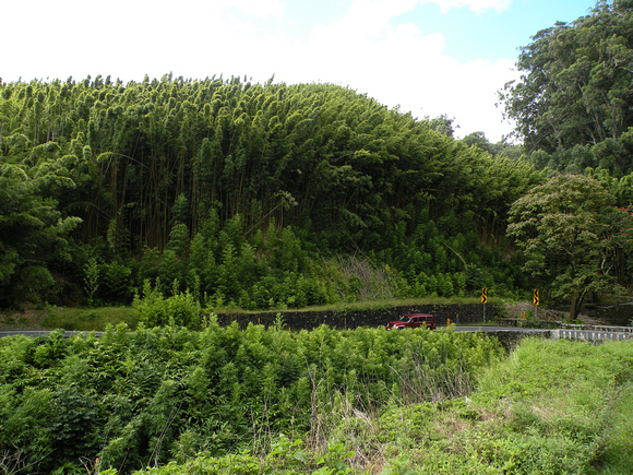 Forest of Black Bamboo, Maui Island, Maui County, Hawaii, photo by Patrick Michael McNally