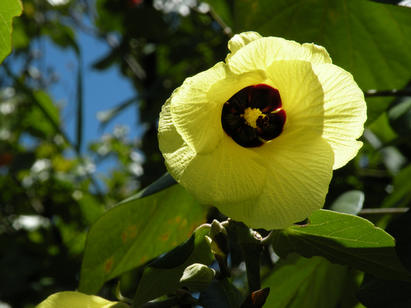 Hau Tree, yellow flower, Maui Island, Maui County, Hawaii, photo by Patrick Michael McNally