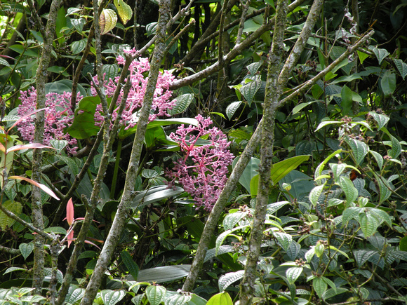 Pink Delight Butterfly Bush, Maui Island, Maui County, Hawaii, photo by Patrick Michael McNally