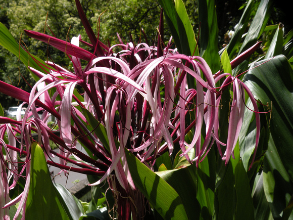 Queen Emma Giant Spider Lily, Maui Island, Maui County, Hawaii, photo by Patrick Michael McNally