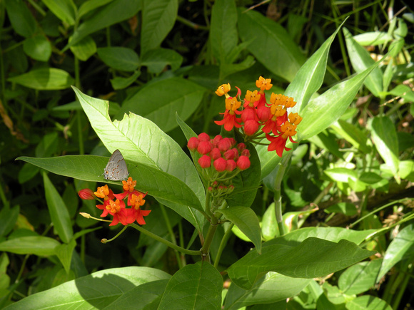 Red and Orange Mexican Butterfly Weed, Maui Island, Maui County, Hawaii, photo by Patrick Michael McNally