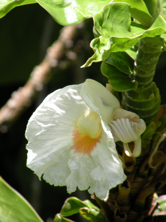 White Crepe ginger, Maui Island, Maui County, Hawaii, photo by Patrick Michael McNally