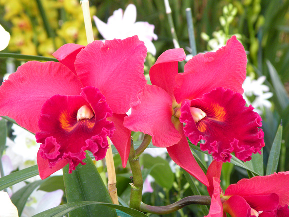 Cateleya Orchid, Maui Island, Maui County, Hawaii, photo by Patrick McNally