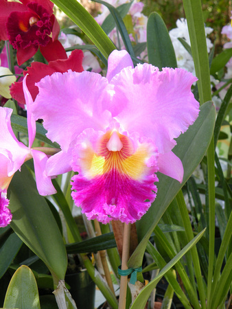 Pink and Purple Cattleya Orchid, Maui Island, Maui County, Hawaii, photo by Patrick McNally