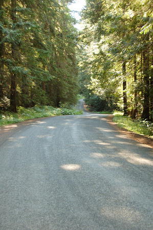 Port Angeles Forest Road, Washington State, photo by Patrick (Pat) Michael McNally